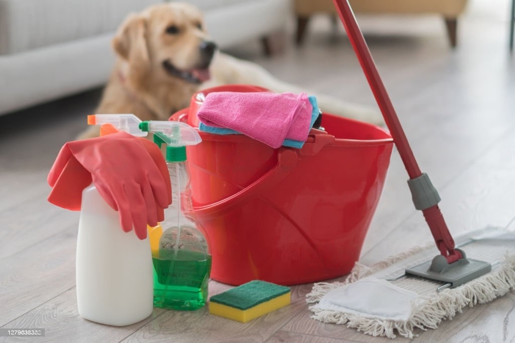 carpet cleaning tips for pet owners spotless